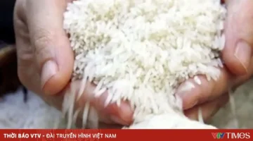 توقعات بتراجع صادرات الأرز التايلاندي لأدنى مستوى مسجل منذ خمس سنوات